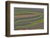 Canola and Corn Crop,Kunming Dongchuan Red Land, China-Darrell Gulin-Framed Photographic Print