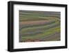 Canola and Corn Crop,Kunming Dongchuan Red Land, China-Darrell Gulin-Framed Photographic Print