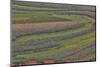 Canola and Corn Crop,Kunming Dongchuan Red Land, China-Darrell Gulin-Mounted Photographic Print