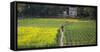 Canola and vegetable field, Dhaka, Bangladesh-Keren Su-Framed Stretched Canvas