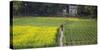 Canola and vegetable field, Dhaka, Bangladesh-Keren Su-Stretched Canvas