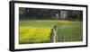 Canola and vegetable field, Dhaka, Bangladesh-Keren Su-Framed Photographic Print