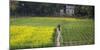 Canola and vegetable field, Dhaka, Bangladesh-Keren Su-Mounted Photographic Print