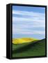 Canola and Wheat fields, Whitman County, Washington, USA-Charles Gurche-Framed Stretched Canvas