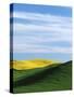 Canola and Wheat fields, Whitman County, Washington, USA-Charles Gurche-Stretched Canvas