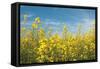 Canola Blossoms-Erin Berzel-Framed Stretched Canvas