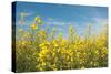 Canola Blossoms-Erin Berzel-Stretched Canvas