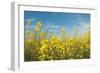 Canola Blossoms-Erin Berzel-Framed Photographic Print