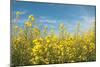 Canola Blossoms-Erin Berzel-Mounted Photographic Print