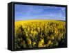 Canola Crop, Grangeville, Idaho, USA-Terry Eggers-Framed Stretched Canvas