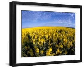 Canola Crop, Grangeville, Idaho, USA-Terry Eggers-Framed Photographic Print