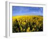 Canola Crop, Grangeville, Idaho, USA-Terry Eggers-Framed Photographic Print