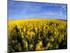 Canola Crop, Grangeville, Idaho, USA-Terry Eggers-Mounted Photographic Print