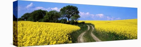 Canola, Farm, Yellow Flowers, Germany-null-Stretched Canvas