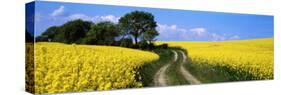 Canola, Farm, Yellow Flowers, Germany-null-Stretched Canvas