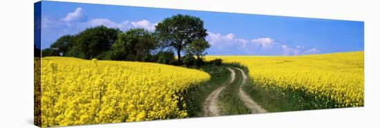 Canola, Farm, Yellow Flowers, Germany-null-Stretched Canvas
