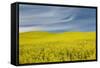 Canola Field, Idaho County, Idaho, USA-Charles Gurche-Framed Stretched Canvas