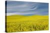 Canola Field, Idaho County, Idaho, USA-Charles Gurche-Stretched Canvas