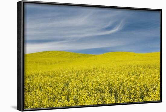 Canola Field, Idaho County, Idaho, USA-Charles Gurche-Framed Photographic Print