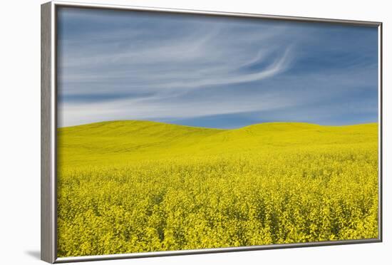 Canola Field, Idaho County, Idaho, USA-Charles Gurche-Framed Photographic Print