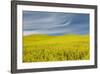 Canola Field, Idaho County, Idaho, USA-Charles Gurche-Framed Photographic Print