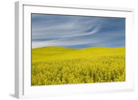 Canola Field, Idaho County, Idaho, USA-Charles Gurche-Framed Photographic Print