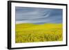 Canola Field, Idaho County, Idaho, USA-Charles Gurche-Framed Photographic Print