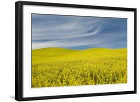 Canola Field, Idaho County, Idaho, USA-Charles Gurche-Framed Photographic Print