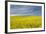 Canola Field, Idaho County, Idaho, USA-Charles Gurche-Framed Photographic Print