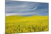 Canola Field, Idaho County, Idaho, USA-Charles Gurche-Mounted Photographic Print