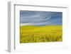 Canola Field, Idaho County, Idaho, USA-Charles Gurche-Framed Photographic Print