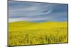 Canola Field, Idaho County, Idaho, USA-Charles Gurche-Mounted Photographic Print