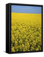 Canola field in bloom, Hanover County, Virginia, USA-Charles Gurche-Framed Stretched Canvas