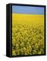 Canola field in bloom, Hanover County, Virginia, USA-Charles Gurche-Framed Stretched Canvas