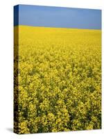 Canola field in bloom, Hanover County, Virginia, USA-Charles Gurche-Stretched Canvas