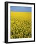 Canola field in bloom, Hanover County, Virginia, USA-Charles Gurche-Framed Photographic Print