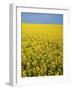 Canola field in bloom, Hanover County, Virginia, USA-Charles Gurche-Framed Photographic Print