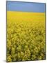 Canola field in bloom, Hanover County, Virginia, USA-Charles Gurche-Mounted Photographic Print