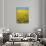 Canola field in bloom, Hanover County, Virginia, USA-Charles Gurche-Photographic Print displayed on a wall