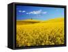 Canola Field in Bloom-Darrell Gulin-Framed Stretched Canvas