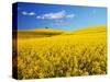 Canola Field in Bloom-Darrell Gulin-Stretched Canvas