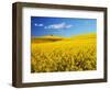 Canola Field in Bloom-Darrell Gulin-Framed Photographic Print