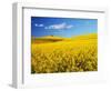 Canola Field in Bloom-Darrell Gulin-Framed Photographic Print