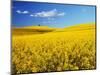Canola Field in Bloom-Darrell Gulin-Mounted Photographic Print