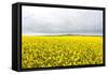 Canola Field in Full Fresh Bloom-Terry Eggers-Framed Stretched Canvas