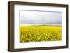 Canola Field in Full Fresh Bloom-Terry Eggers-Framed Photographic Print