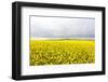 Canola Field in Full Fresh Bloom-Terry Eggers-Framed Photographic Print