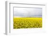 Canola Field in Full Fresh Bloom-Terry Eggers-Framed Photographic Print