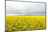 Canola Field in Full Fresh Bloom-Terry Eggers-Mounted Photographic Print