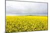 Canola Field in Full Fresh Bloom-Terry Eggers-Mounted Photographic Print